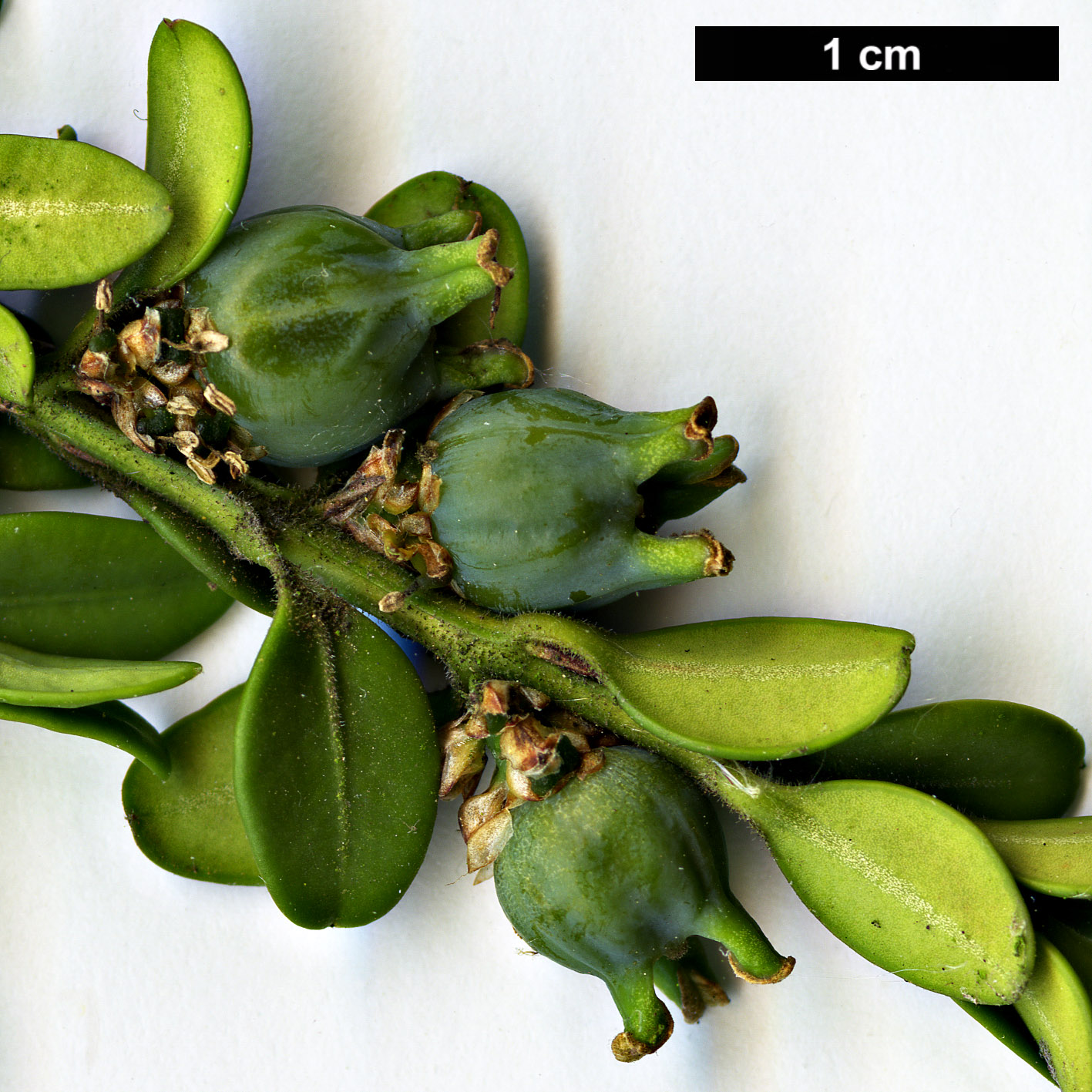 High resolution image: Family: Buxaceae - Genus: Buxus - Taxon: microphylla - SpeciesSub: var. koreana